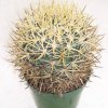 ferocactus_chrisacanthus_1